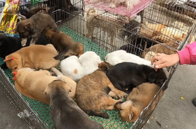 無錫寵物市場與寵物用品銷售指南