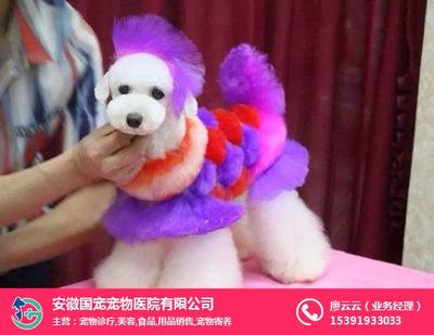 合肥寵物美容與寵物用品銷售服務全解析