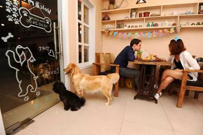 2019營銷圈新興經濟體系 寵物用品銷售是曇花一現還是未來趨勢？