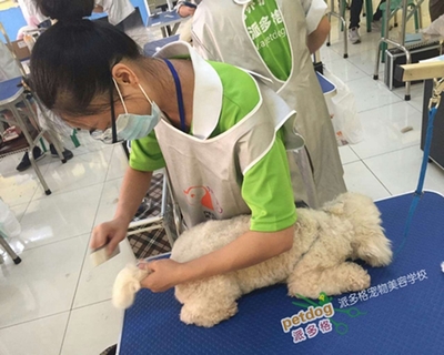 上海寵物美容行業的發展現狀與寵物用品銷售趨勢