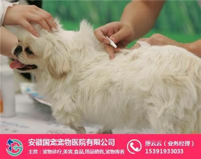 寵物健康與全面關懷 診療與用品銷售的雙重保障