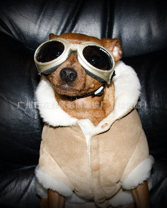 工廠直銷寵物眼鏡——廣州市花都區彭博眼鏡廠專業OEM與貼牌服務