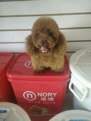 哆咪寵物專業美容 真摯服務為愛寵打造溫馨家園