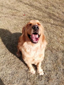 大理市寵物醫院與用品銷售指南 一站式呵護你的毛球伙伴