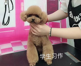 合肥優優狗 寵物美容培訓與用品銷售一站式服務