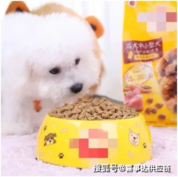 美國寵物用品銷量攀升 趨勢分析與產品分類指南