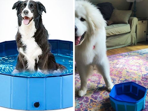 從買家秀看寵物用品銷售 用戶真實體驗如何影響市場？