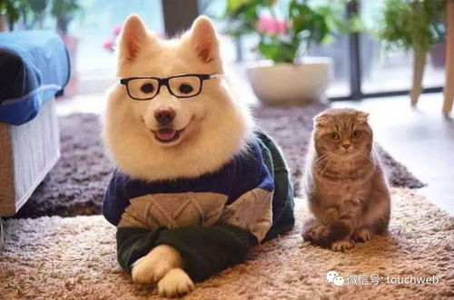 中恒寵物IPO終止 募資4.8億計劃落空，正和島為股東布局寵物用品市場