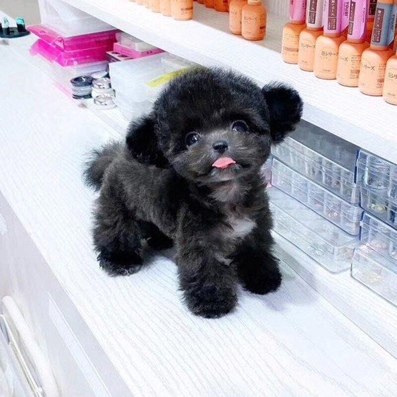 高品質(zhì)灰色泰迪幼犬 30天質(zhì)保的純種伴侶，搭配專業(yè)寵物用品指南