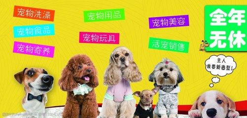 寵物圖片如何推動(dòng)寵物用品銷售 視覺營銷的新趨勢