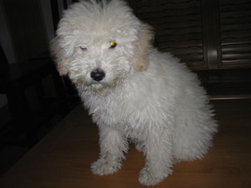 寵物用品交易指南 便捷買賣，守護(hù)愛寵幸福生活