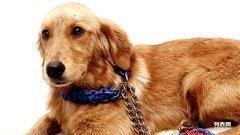 寵愛好物超值選購指南 專為貓狗家庭打造的低價(jià)寵物用品