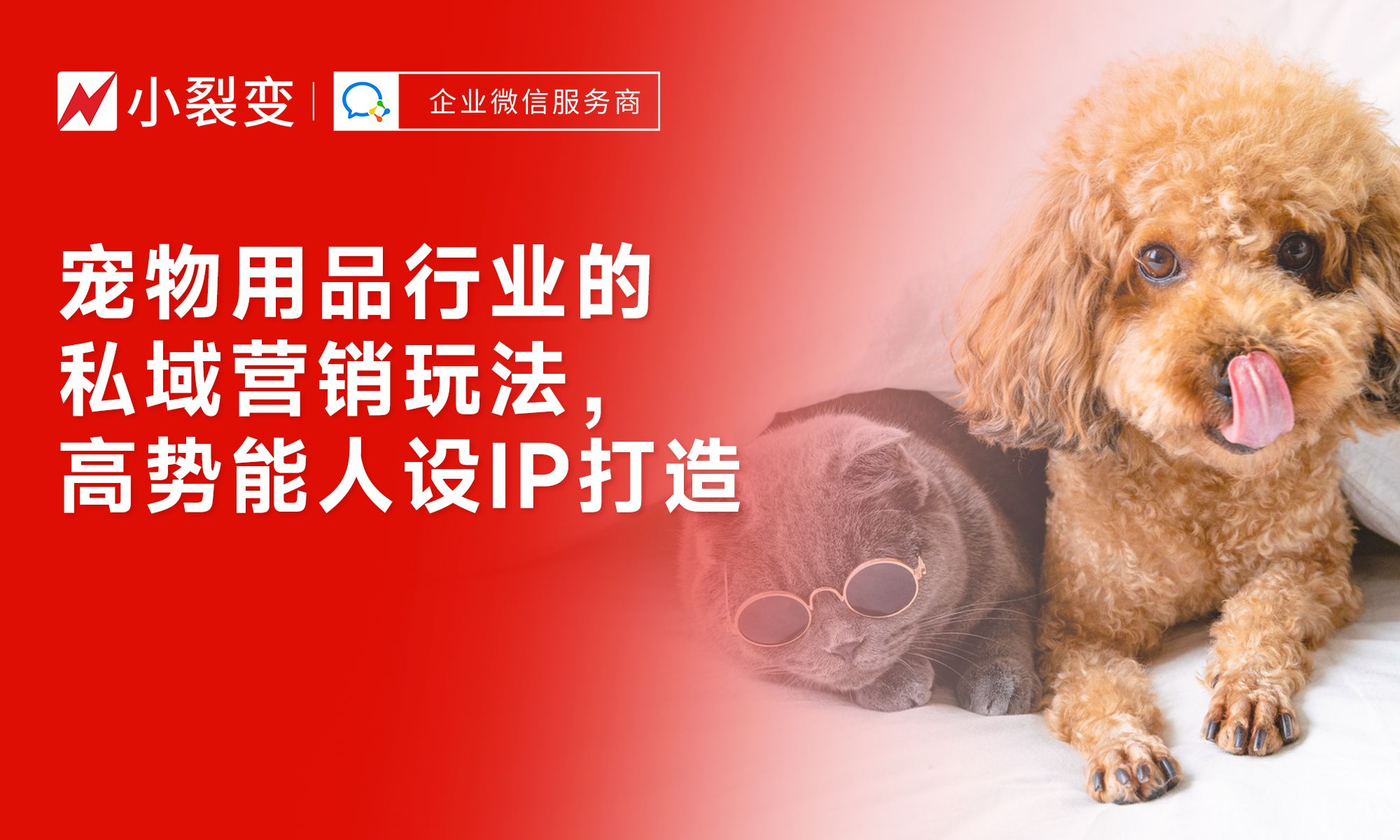 從“鏟屎官”到“寵物專家” 私域營銷時代下，寵物用品行業(yè)如何打造高勢能人設(shè)IP驅(qū)動銷售增長